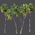 AV Borassus Flabellifer and Cocos Nucifera Windy palms - Thumbnail 10