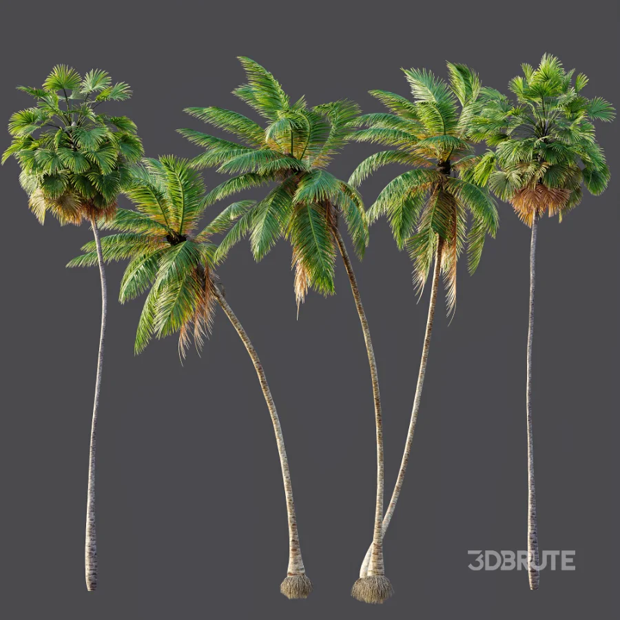 AV Borassus Flabellifer and Cocos Nucifera Windy palms Image 10