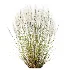 AV Stipa Tenuissima Ostnica Mocna Pony Tails and Carex Testacea Orange Sedge Grass Prairie Fire - Thumbnail 9