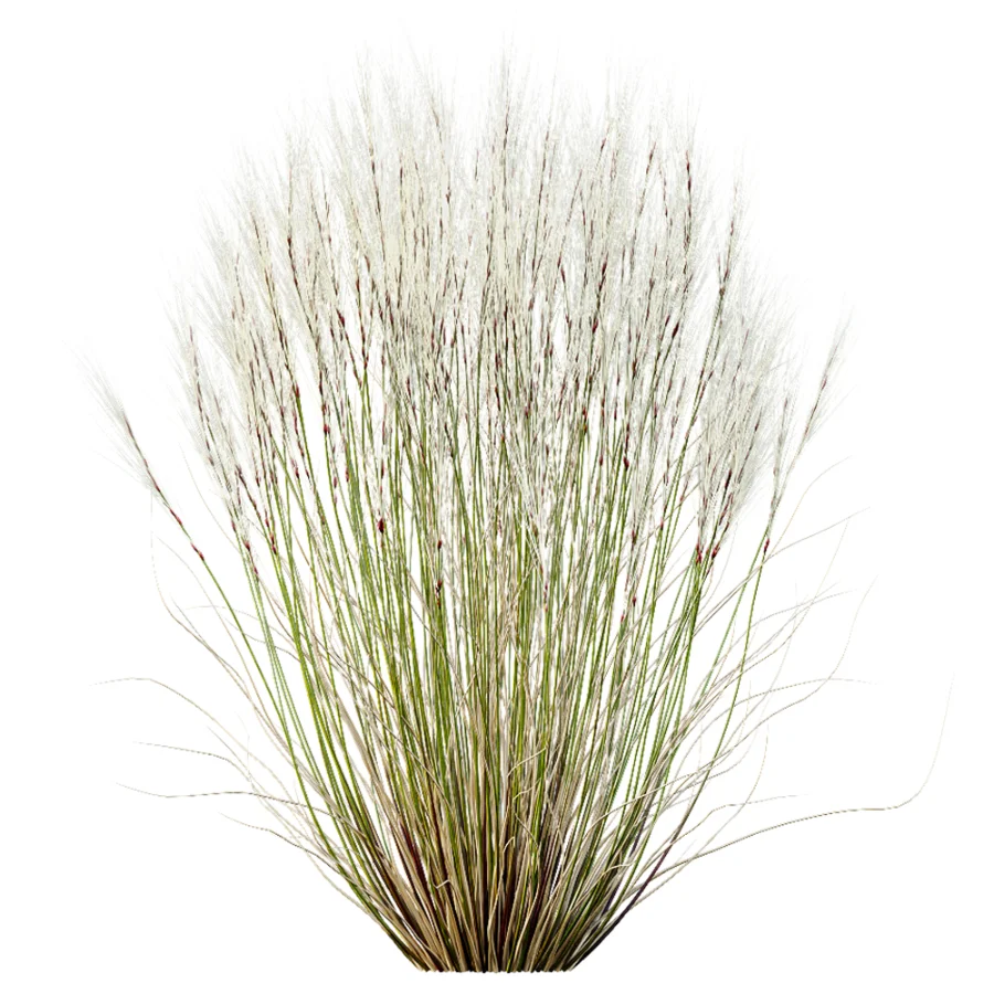 AV Stipa Tenuissima Ostnica Mocna Pony Tails and Carex Testacea Orange Sedge Grass Prairie Fire Image 9