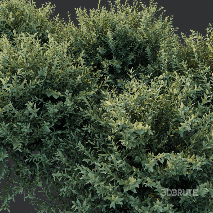 AV Gray Box Westringia Fruticosa Coastal Rosemary and Montra Olive Bushes Image 9