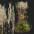 AV Calamagrostis Acutiflora Karl Foerster - Thumbnail 4
