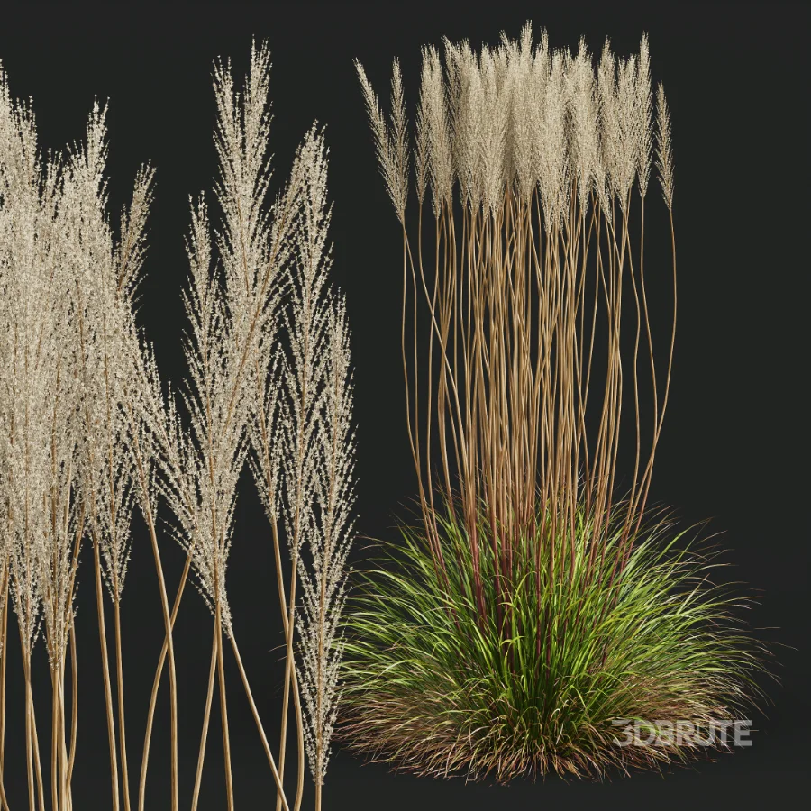 AV Calamagrostis Acutiflora Karl Foerster Image 4