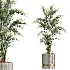 AV Indoor Plants Set 459 Chemlali Olive and Cat Reed Palm and China Orange Tree and Ficus Dracaena Marginata and Ravenala Banana - Thumbnail 6