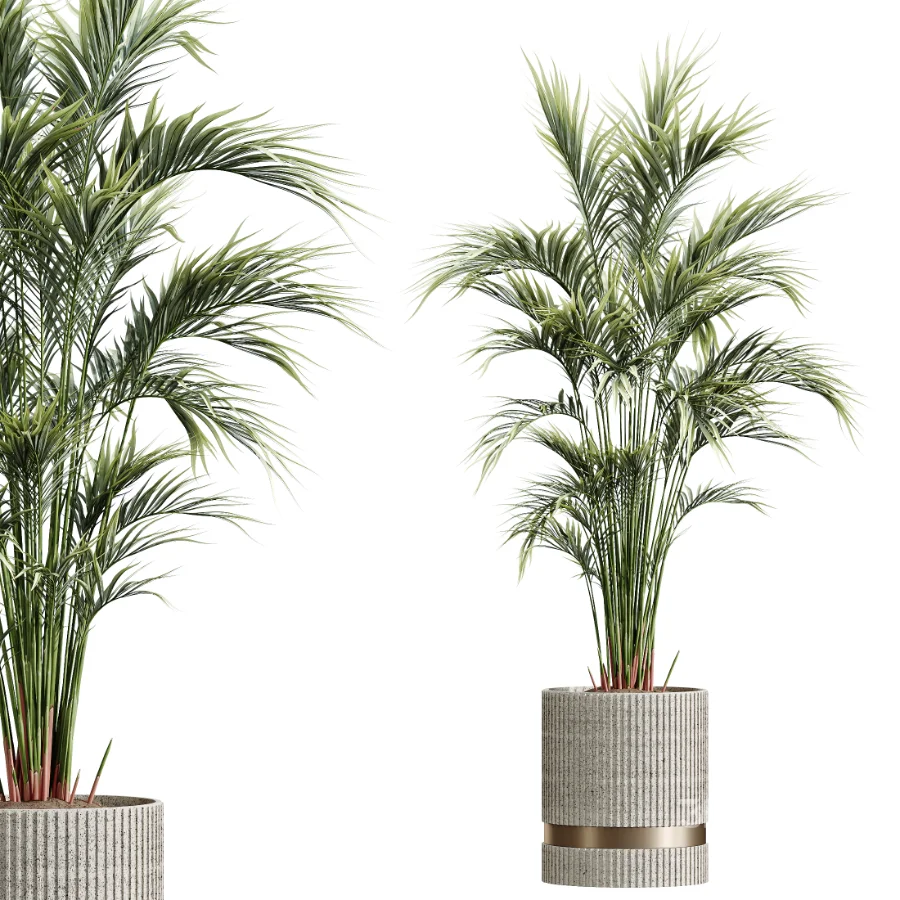 AV Indoor Plants Set 459 Chemlali Olive and Cat Reed Palm and China Orange Tree and Ficus Dracaena Marginata and Ravenala Banana Image 6