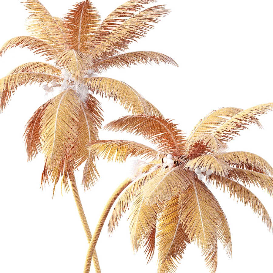 AV Cocos Nucifera palms Image 9