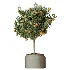 AV Indoor Plants Set 501 AloeVera Succulent and Orange Tree and Spineless Yucca and Chemlali Olive and Ravenala Banana - Thumbnail 3