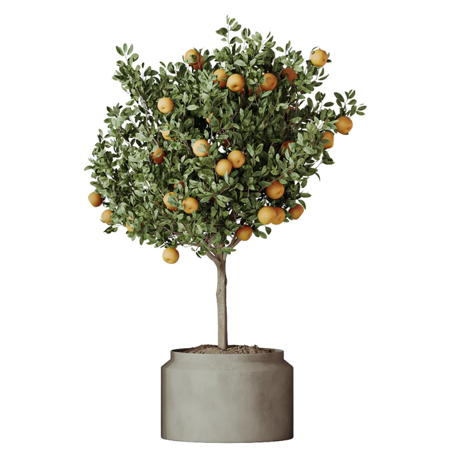 AV Indoor Plants Set 501 AloeVera Succulent and Orange Tree and Spineless Yucca and Chemlali Olive and Ravenala Banana Image 3