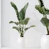 AV Indoor Plants Set 457 Olive Eucalyptus and Bird Of Paradise and Chemlali Olive and Snake Sansevieria - Thumbnail 2