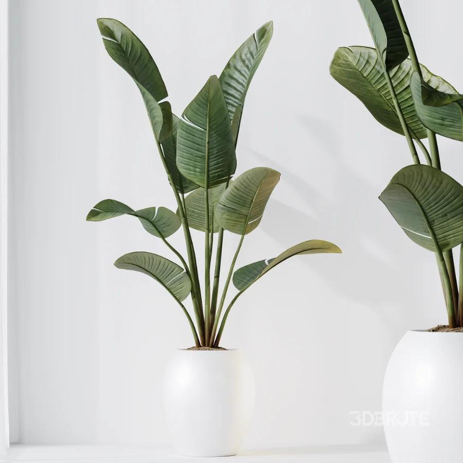 AV Indoor Plants Set 457 Olive Eucalyptus and Bird Of Paradise and Chemlali Olive and Snake Sansevieria Image 2
