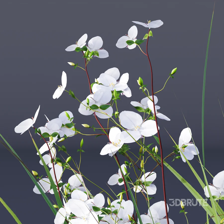 ntal grasses. These elegant groundcover species are valued for their refined texture, compact growth habit, and exceptional versatility in contemporary landscape architecture, Japanese gardens, urban parks, courtyards, and high-end residential projects. Image 1