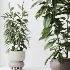 AV Indoor Plants Set 462 Licuala Grandis Palm and Dracaena Warneckii Cane and Snake Sansevieria and Ficus Cyathistipula and Chemlali Olive - Thumbnail 5