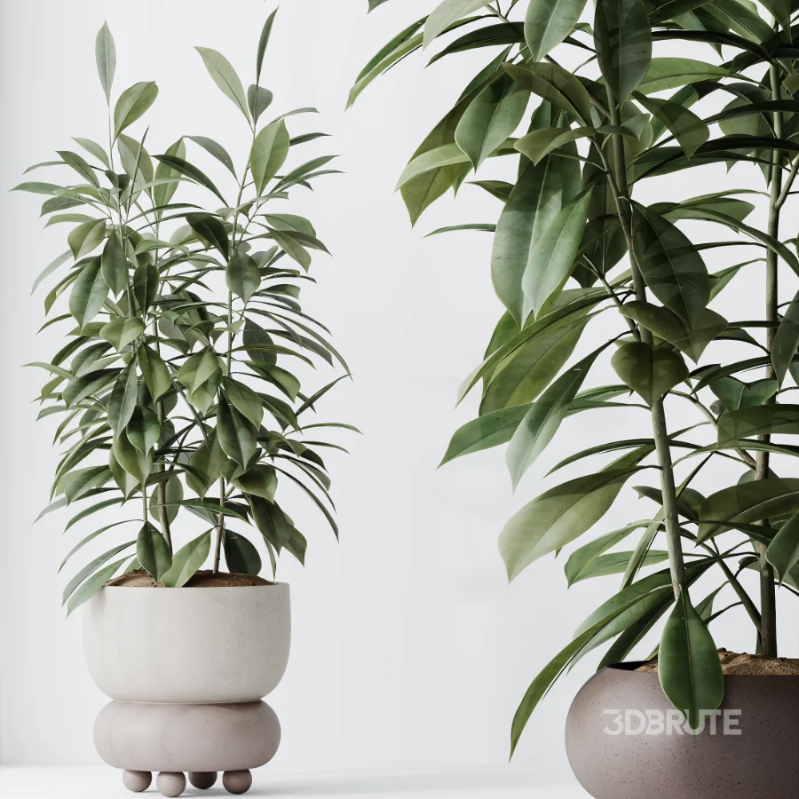 AV Indoor Plants Set 462 Licuala Grandis Palm and Dracaena Warneckii Cane and Snake Sansevieria and Ficus Cyathistipula and Chemlali Olive Image 5