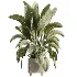 AV Indoor Plants Set 458 Ravenala Banana and Wilsonii Chemlali Olive and Alnus Glutinosa - Thumbnail 6