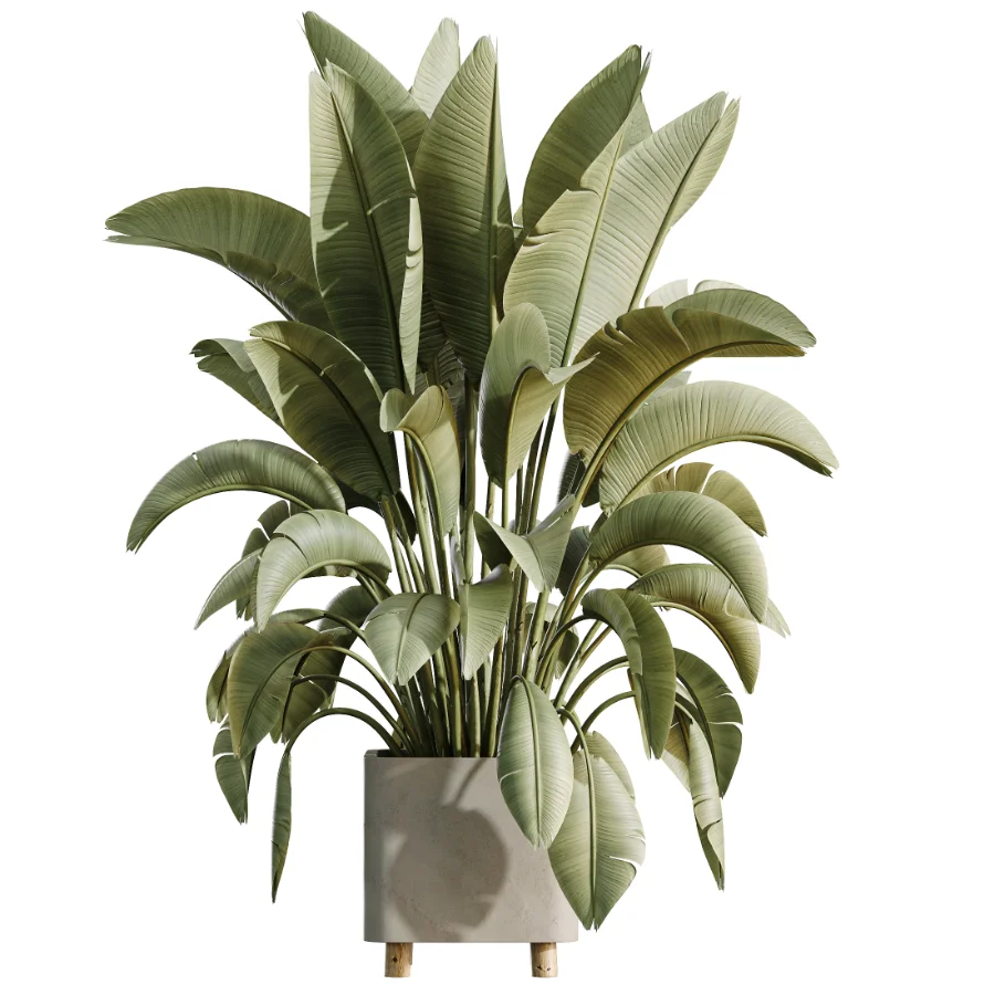 AV Indoor Plants Set 458 Ravenala Banana and Wilsonii Chemlali Olive and Alnus Glutinosa Image 6