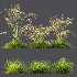 AV Celtica Gigantea Stipa Golden Oats and Carex Elata Aurea Grass - Thumbnail 10