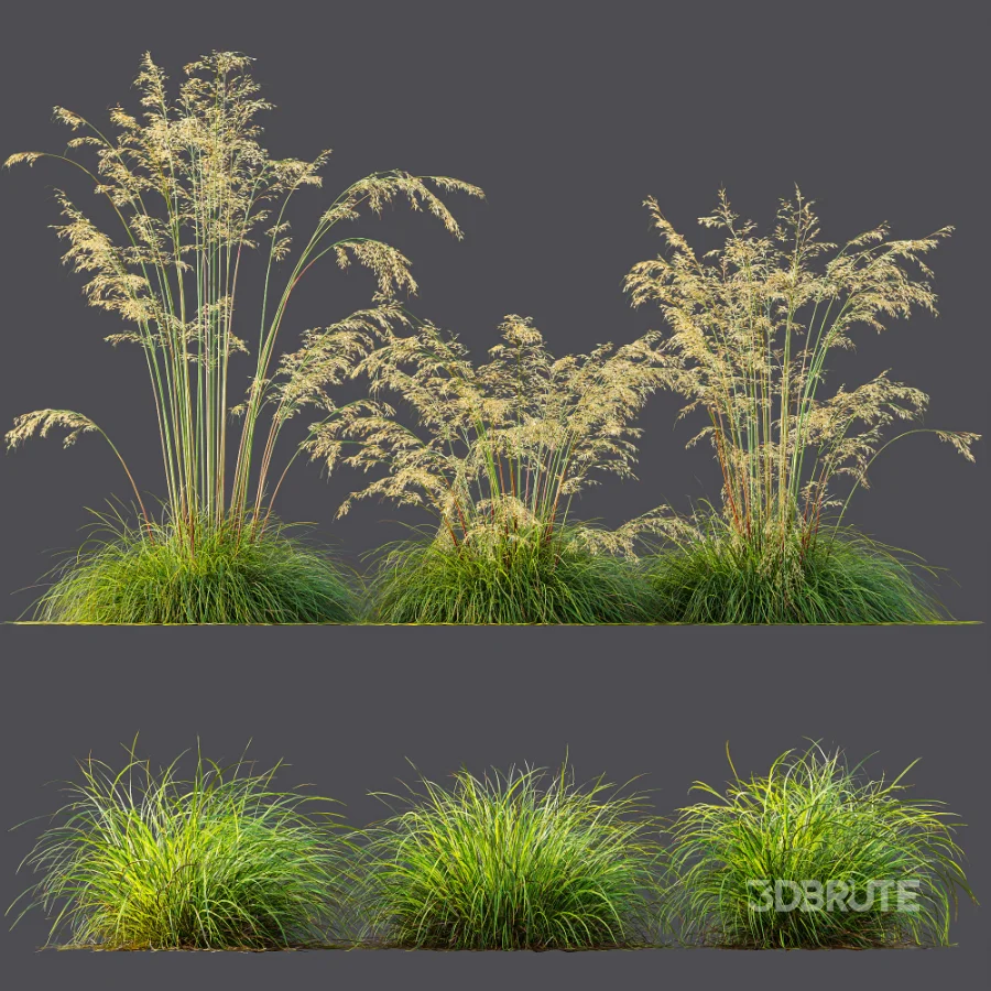 AV Celtica Gigantea Stipa Golden Oats and Carex Elata Aurea Grass Image 10