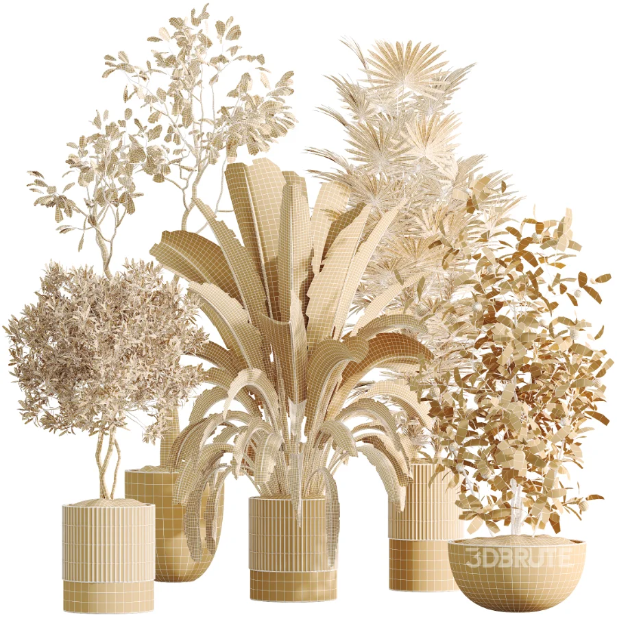 AV Indoor Plants Set 500 Lady Palm and Ravenala Banana and Ficus Marginata and China Orange Tree and Chemlali Olive Image 8