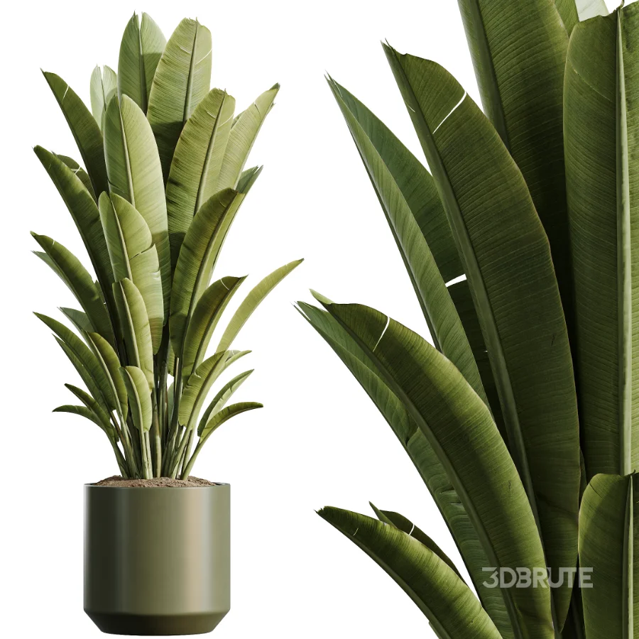 AV Indoor Plants Set 466 Dracaena Warneckii Lime Cane and Ficus microcarpa and Rhapis Lady Palm and Ravenala Banana and Chemlali Olive Image 1