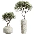 AV Indoor Plants Set 460 Ficus Cyathistipul and Calathea Lutea and Chemlali Olive and Ficus Benjamina African Fig - Thumbnail 7