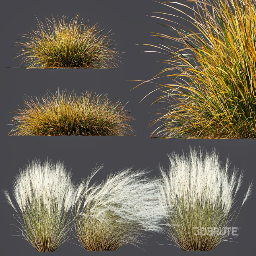 AV Stipa Tenuissima Ostnica Mocna Pony Tails and Carex Testacea Orange Sedge Grass Prairie Fire Image 7
