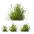 AV Celtica Gigantea Stipa Golden Oats and Carex Elata Aurea Grass - Thumbnail 2