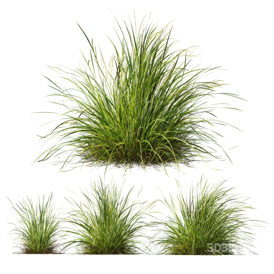 AV Celtica Gigantea Stipa Golden Oats and Carex Elata Aurea Grass Image 2