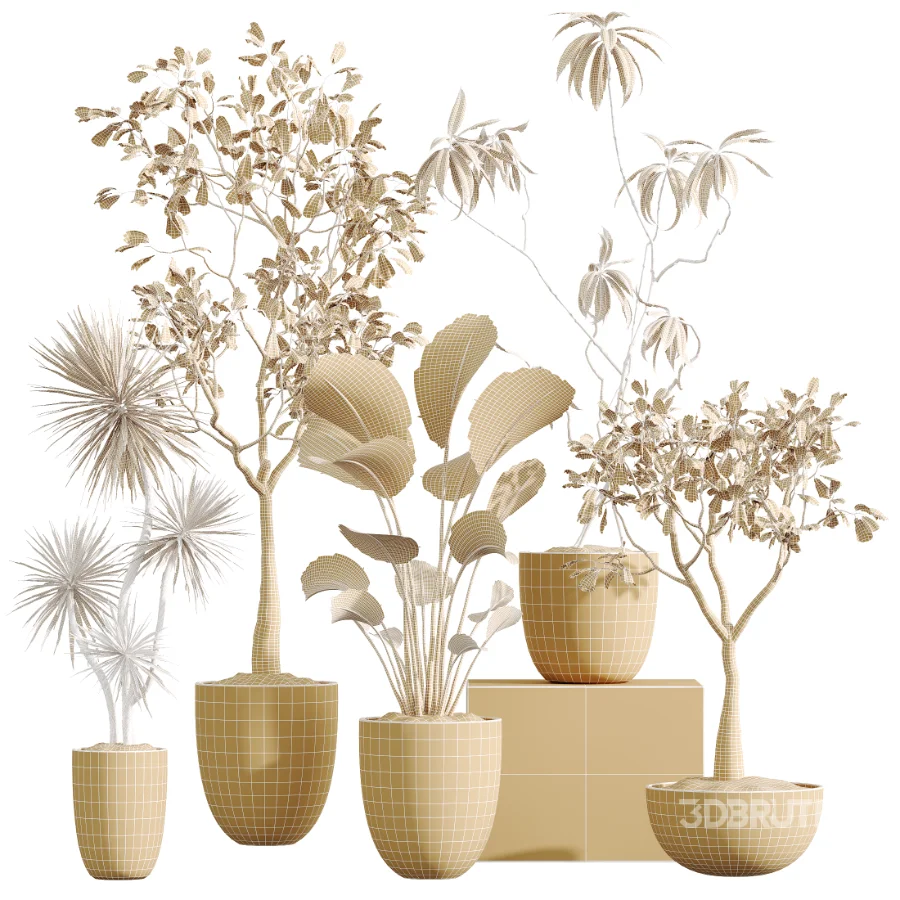 AV Indoor Plants Set 449 Ficus Dracaena Marginata and Ravenala Banana and Spineless Yucca Image 7