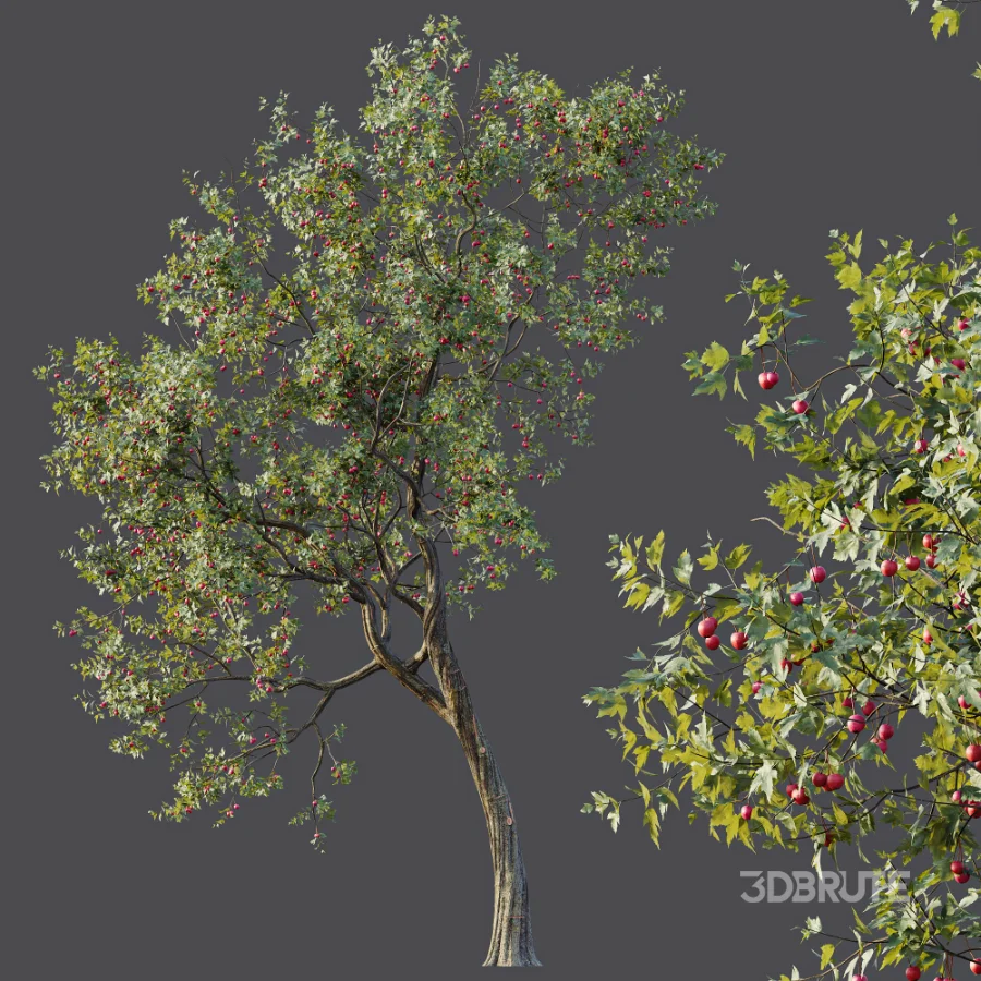 AV Plants Crataegus Pinnatifida Hawthorn Version02 Image 5