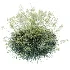 AV Celtica Gigantea Stipa Golden Oats and Carex Elata Aurea Grass - Thumbnail 3