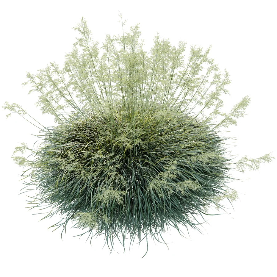 AV Celtica Gigantea Stipa Golden Oats and Carex Elata Aurea Grass Image 3