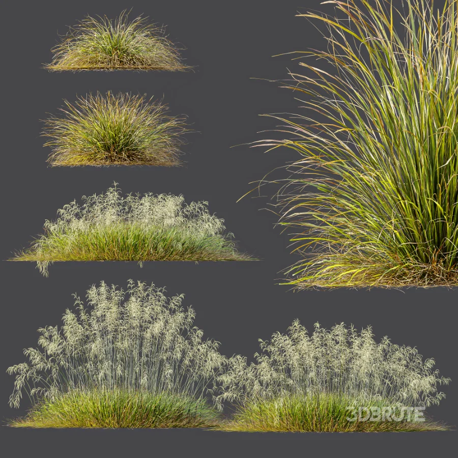 AV Stipa arundinacea Anemanthele lessoniana and Stipa arundinacea Sweet Grass Image 9