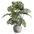AV Indoor Plants Set 453 Briful Pachira and Elegant Monstera and Aloe Vera Succulents and Ficus Dracaena Marginata - Thumbnail 5
