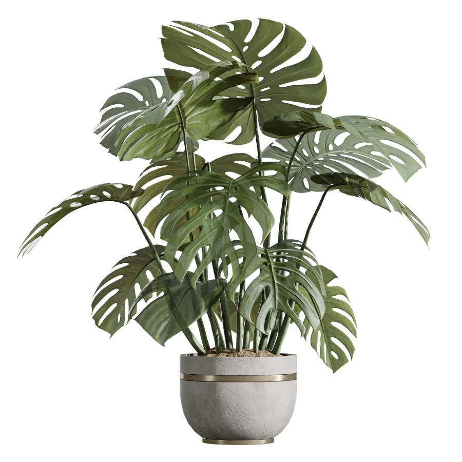 AV Indoor Plants Set 453 Briful Pachira and Elegant Monstera and Aloe Vera Succulents and Ficus Dracaena Marginata Image 5