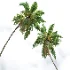AV Cocos Nucifera palms - Thumbnail 2