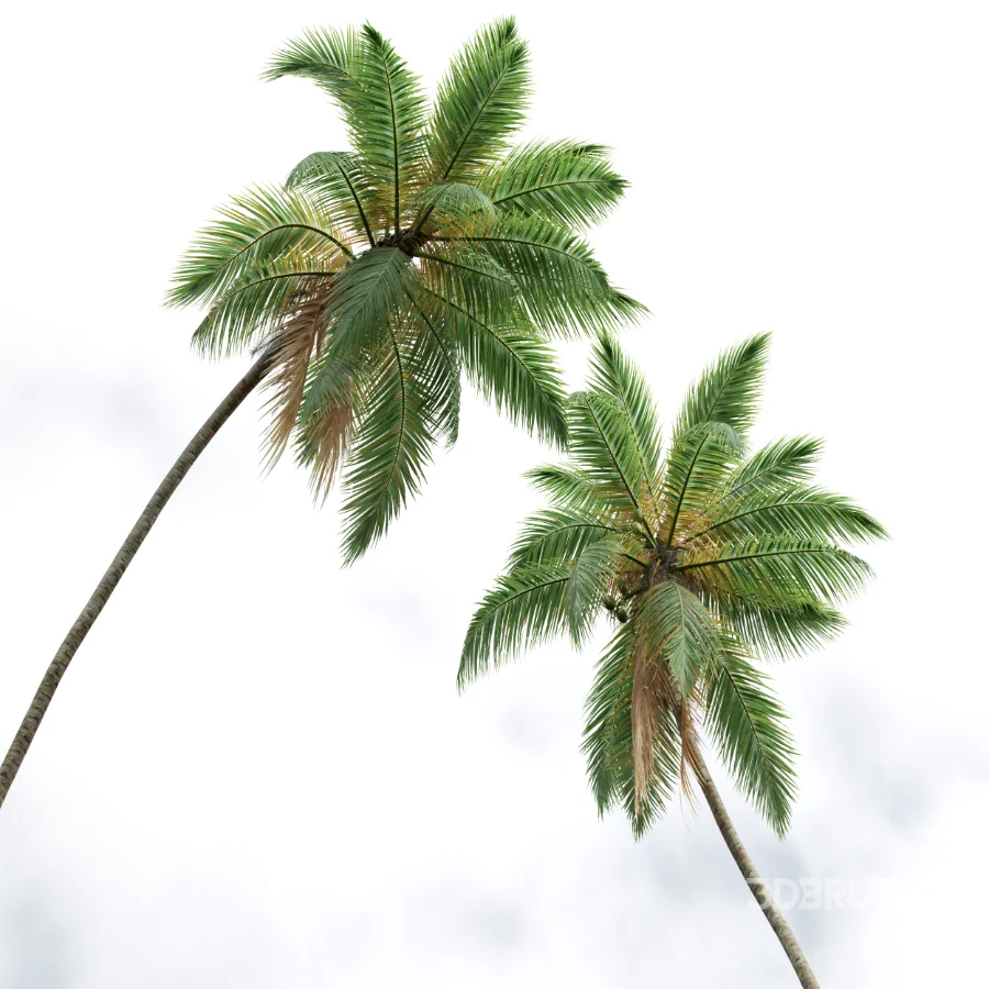AV Cocos Nucifera palms Image 2