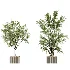 AV Indoor Plants Set 448 Areca Palm and Ravenala Banana and Europaea Olive Fig and Chemlali Olive and Olive Tree - Thumbnail 6