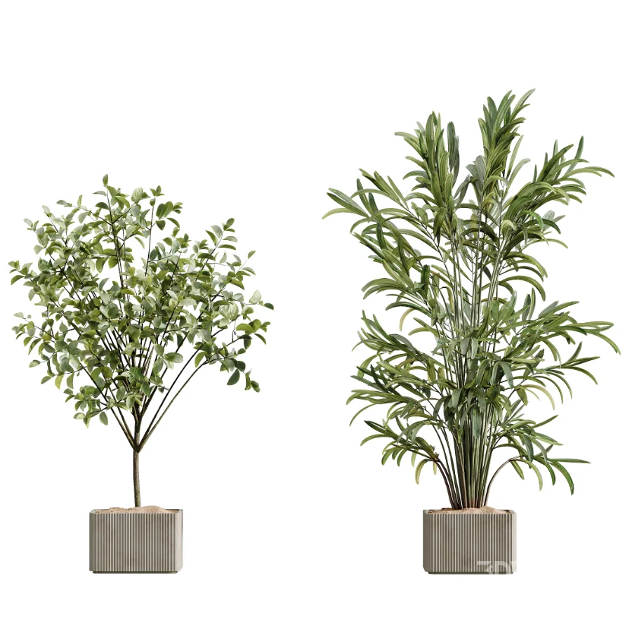 AV Indoor Plants Set 448 Areca Palm and Ravenala Banana and Europaea Olive Fig and Chemlali Olive and Olive Tree Image 6