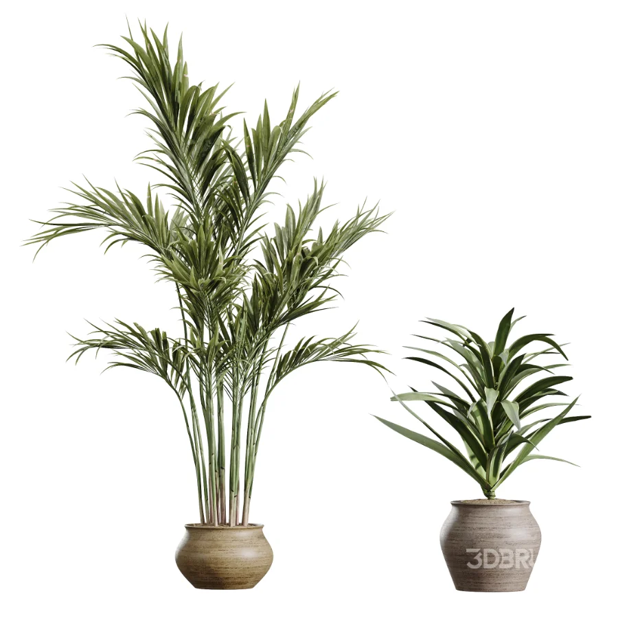 AV Indoor Plants Set 452 Dracaena Lemon Cane and Chemlali Olive and Briful Pachira and Areca Cat Reed Palm Image 6