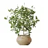 AV Indoor Plants Set 452 Dracaena Lemon Cane and Chemlali Olive and Briful Pachira and Areca Cat Reed Palm - Thumbnail 5