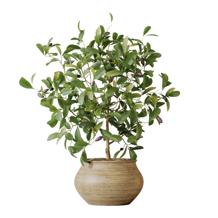 AV Indoor Plants Set 452 Dracaena Lemon Cane and Chemlali Olive and Briful Pachira and Areca Cat Reed Palm Image 5