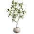 AV Indoor Plants Set 451 Olive Elegant and Ficus Dracaena Marginata and Cyara Areca Palm - Thumbnail 4