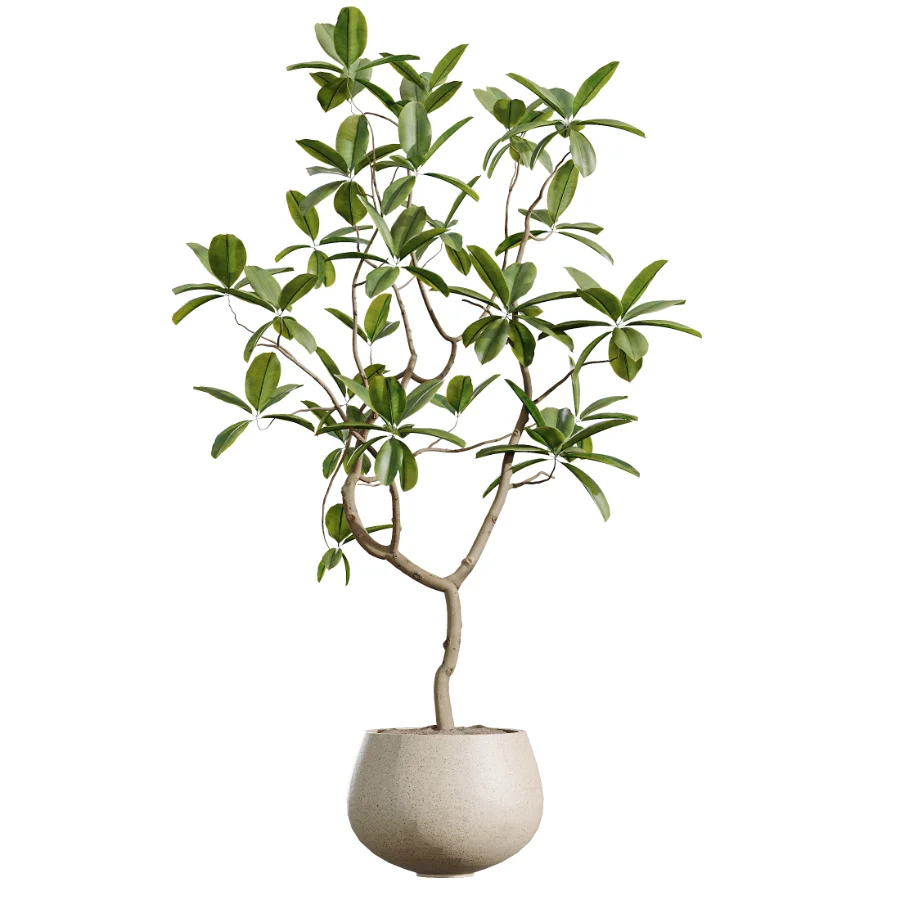 AV Indoor Plants Set 451 Olive Elegant and Ficus Dracaena Marginata and Cyara Areca Palm Image 4