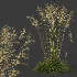 AV Celtica Gigantea Stipa Golden Oats - Thumbnail 6