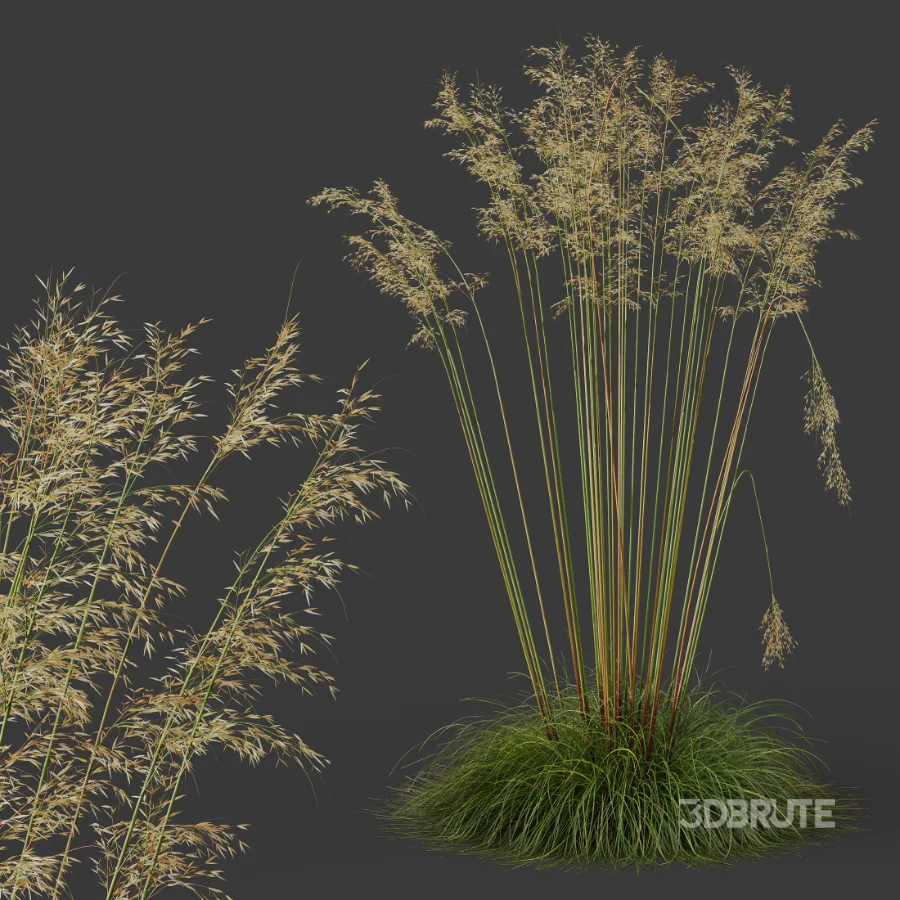 AV Celtica Gigantea Stipa Golden Oats Image 6