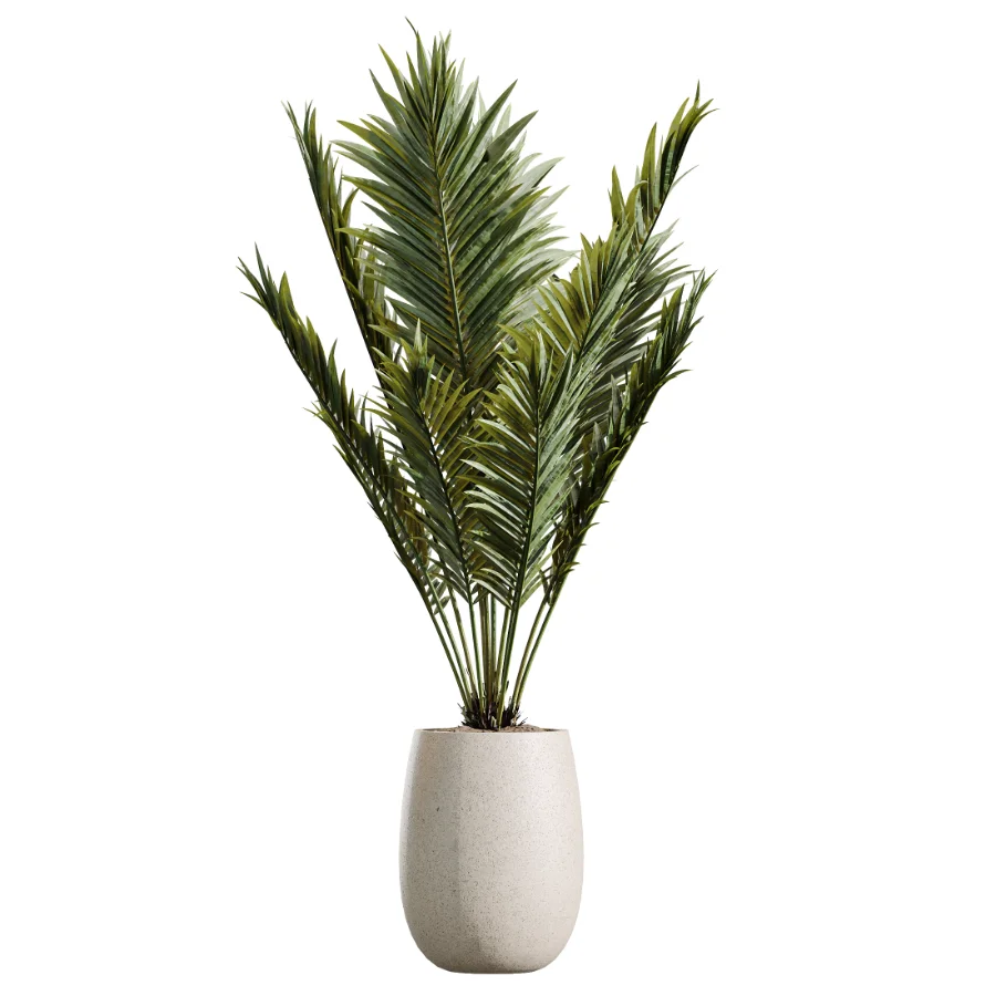 AV Indoor Plants Set 451 Olive Elegant and Ficus Dracaena Marginata and Cyara Areca Palm Image 1