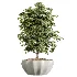 AV Indoor Plants Set 455 Schefflera Arboricola and Cat Reed Palm and Bird Of Paradise and Chemlali Olive Tree and Ficus lyrate - Thumbnail 4