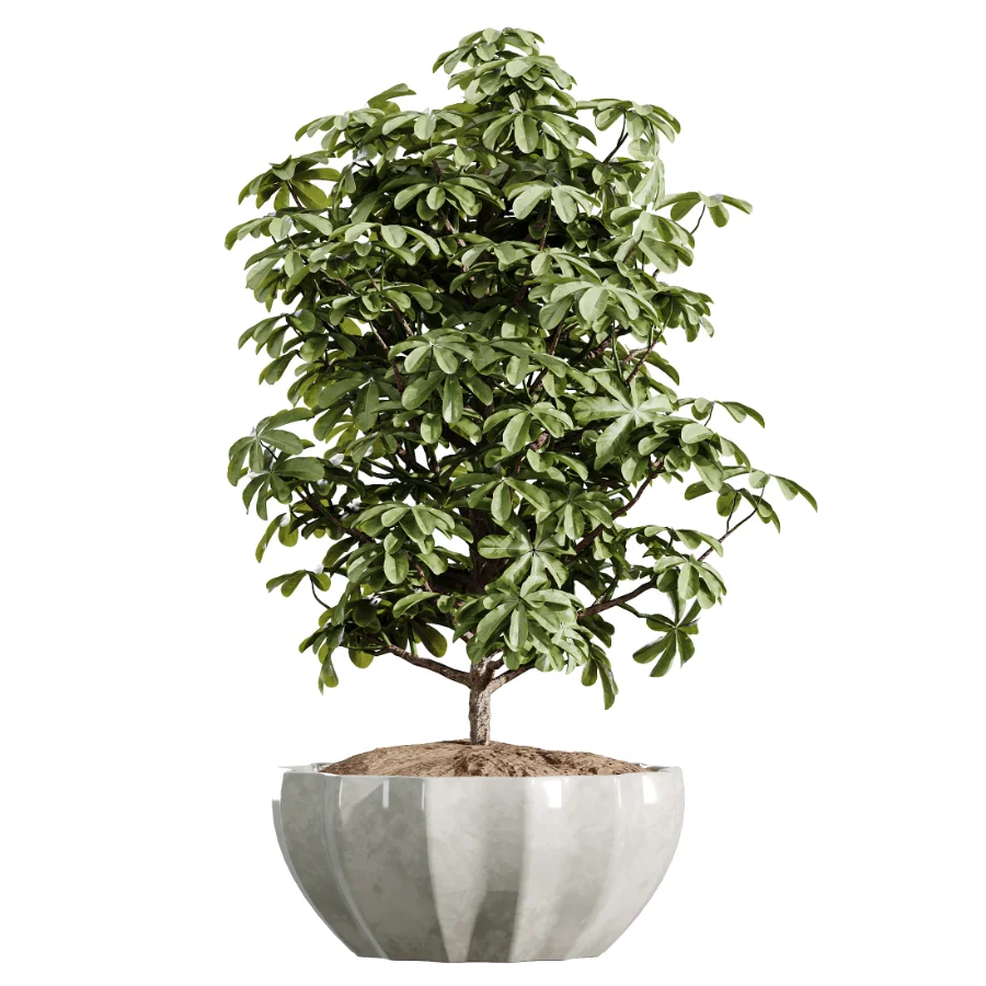 AV Indoor Plants Set 455 Schefflera Arboricola and Cat Reed Palm and Bird Of Paradise and Chemlali Olive Tree and Ficus lyrate Image 4