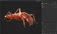 Beetle Insect 3D Model - Thumbnail 4