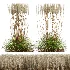 AV Calamagrostis Acutiflora Karl Foerster - Thumbnail 3